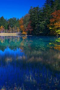 Preview wallpaper lake, grass, water, trees, coast, reflection, sky, blue, september