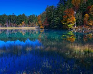 Preview wallpaper lake, grass, water, trees, coast, reflection, sky, blue, september