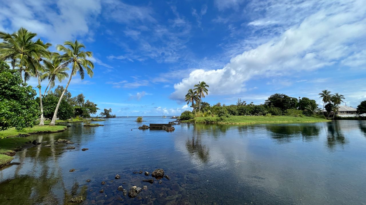 Wallpaper lake, island, palm trees, nature