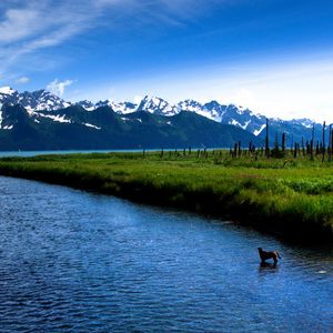 Preview wallpaper lake, island, wood, coals, dog