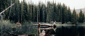 Preview wallpaper lake, log, trees, shore, nature