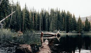 Preview wallpaper lake, log, trees, shore, nature