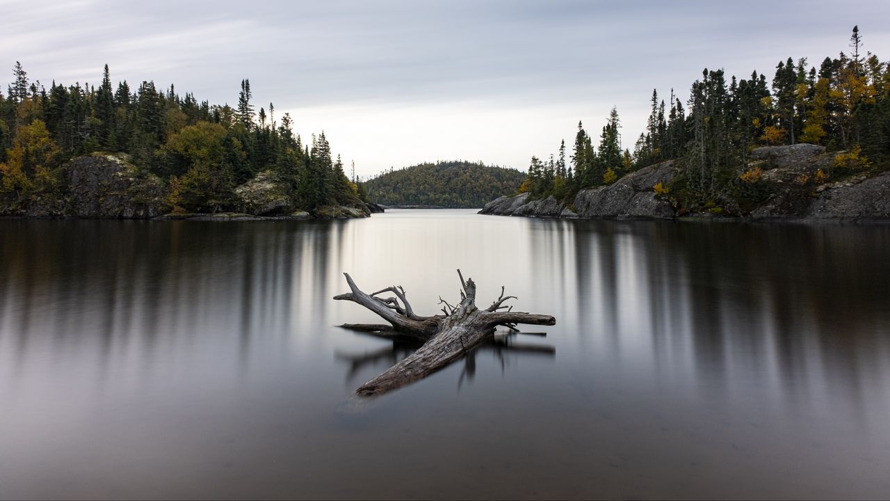 Wallpaper lake, log, trees, nature