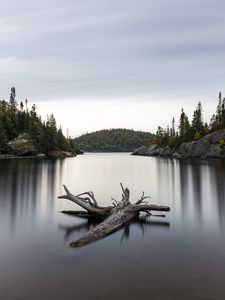 Preview wallpaper lake, log, trees, nature