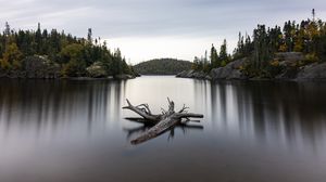 Preview wallpaper lake, log, trees, nature