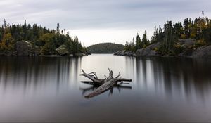 Preview wallpaper lake, log, trees, nature