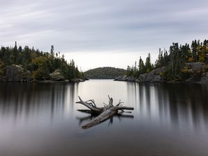 Preview wallpaper lake, log, trees, nature