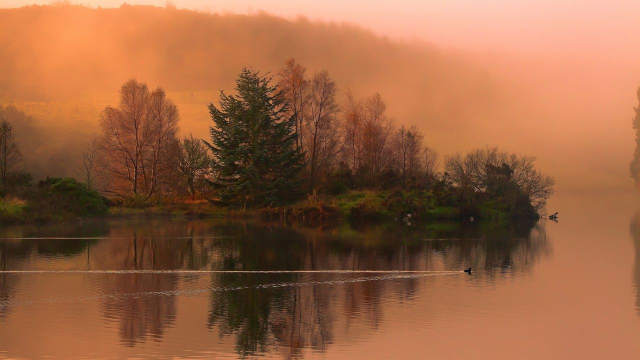 Wallpaper lake, morning, swimming, duck, fog, dawn, cool, trace, smooth surface, island, trees