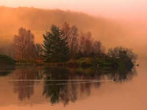 Preview wallpaper lake, morning, swimming, duck, fog, dawn, cool, trace, smooth surface, island, trees