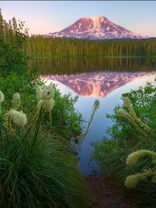 Preview wallpaper lake, mountain, top, reflection, flowers, coast