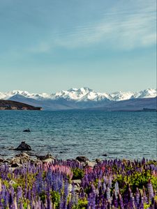 Preview wallpaper lake, mountains, flowers, shore, water, landscape