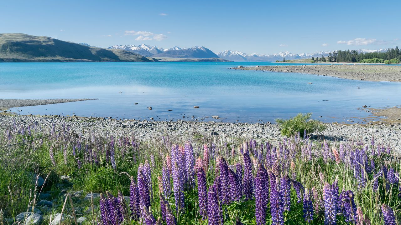 Wallpaper lake, mountains, flowers, field