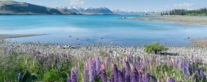 Preview wallpaper lake, mountains, flowers, field