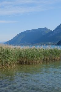 Preview wallpaper lake, mountains, shore, water, reeds