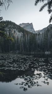 Preview wallpaper lake, mountains, trees, water, water lilies