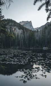 Preview wallpaper lake, mountains, trees, water, water lilies