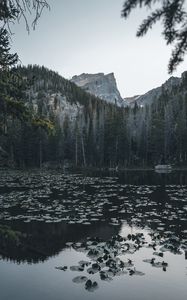 Preview wallpaper lake, mountains, trees, water, water lilies