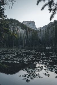 Preview wallpaper lake, mountains, trees, water, water lilies