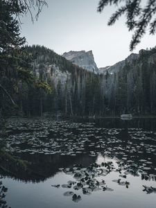 Preview wallpaper lake, mountains, trees, water, water lilies