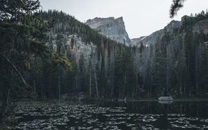 Preview wallpaper lake, mountains, trees, water, water lilies