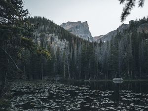 Preview wallpaper lake, mountains, trees, water, water lilies