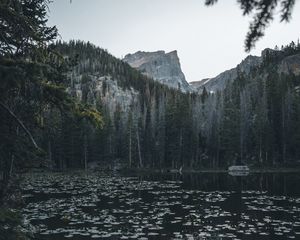 Preview wallpaper lake, mountains, trees, water, water lilies