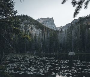 Preview wallpaper lake, mountains, trees, water, water lilies