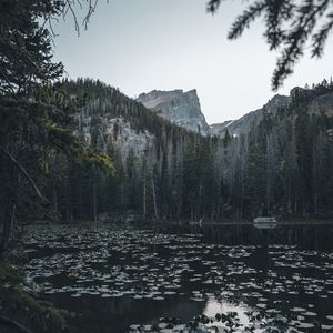 Preview wallpaper lake, mountains, trees, water, water lilies