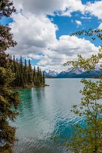 Preview wallpaper lake, mountains, trees, branches