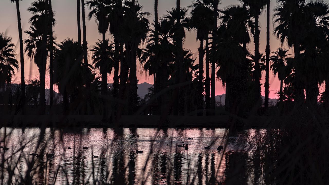 Wallpaper lake, palm trees, dark, dusk, landscape