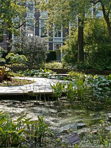 Preview wallpaper lake, pond, garden, water-lilies, plate, yard, vegetation