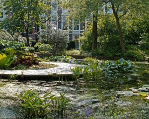 Preview wallpaper lake, pond, garden, water-lilies, plate, yard, vegetation
