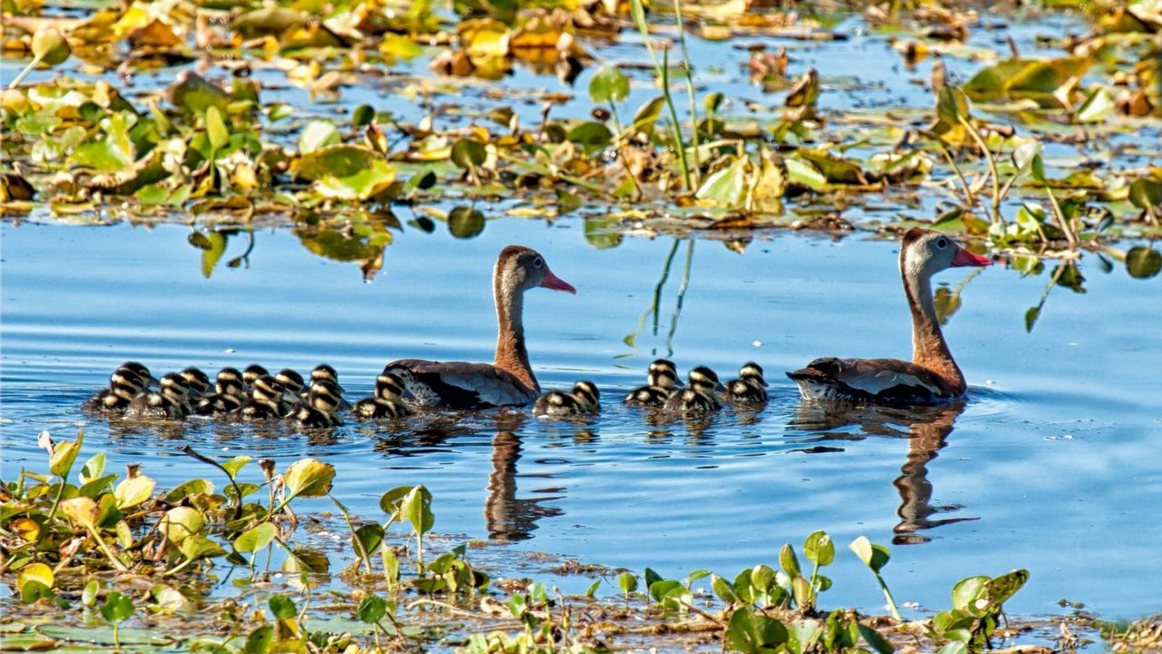 Wallpaper lake, pond, lilies, water lilies, birds, ducks, ducklings, family