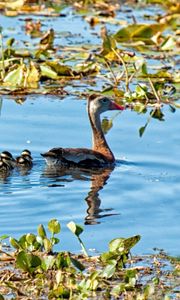 Preview wallpaper lake, pond, lilies, water lilies, birds, ducks, ducklings, family