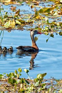 Preview wallpaper lake, pond, lilies, water lilies, birds, ducks, ducklings, family