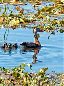 Preview wallpaper lake, pond, lilies, water lilies, birds, ducks, ducklings, family