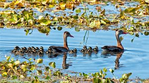 Preview wallpaper lake, pond, lilies, water lilies, birds, ducks, ducklings, family