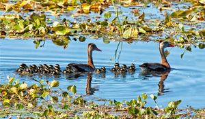 Preview wallpaper lake, pond, lilies, water lilies, birds, ducks, ducklings, family