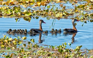 Preview wallpaper lake, pond, lilies, water lilies, birds, ducks, ducklings, family