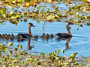 Preview wallpaper lake, pond, lilies, water lilies, birds, ducks, ducklings, family