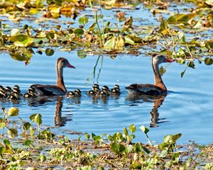 Preview wallpaper lake, pond, lilies, water lilies, birds, ducks, ducklings, family