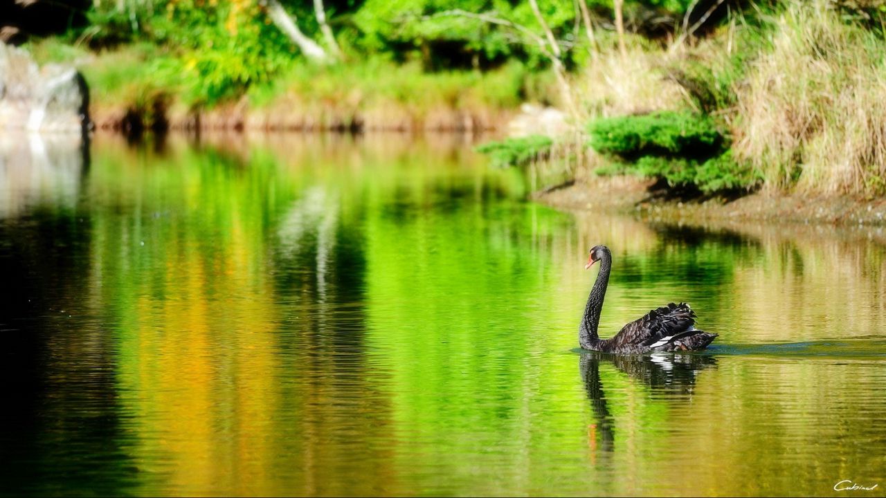 Wallpaper lake, pond, swan, black, bird