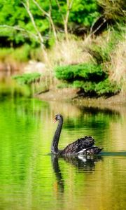 Preview wallpaper lake, pond, swan, black, bird