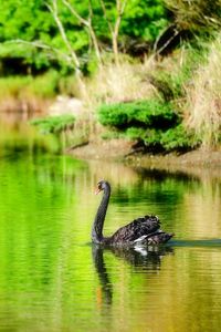 Preview wallpaper lake, pond, swan, black, bird