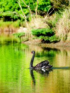 Preview wallpaper lake, pond, swan, black, bird