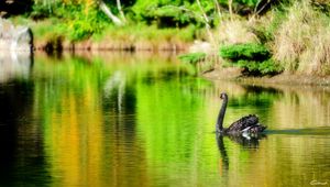 Preview wallpaper lake, pond, swan, black, bird