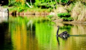 Preview wallpaper lake, pond, swan, black, bird