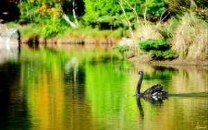 Preview wallpaper lake, pond, swan, black, bird