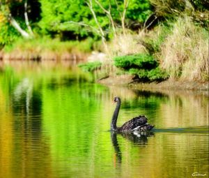 Preview wallpaper lake, pond, swan, black, bird