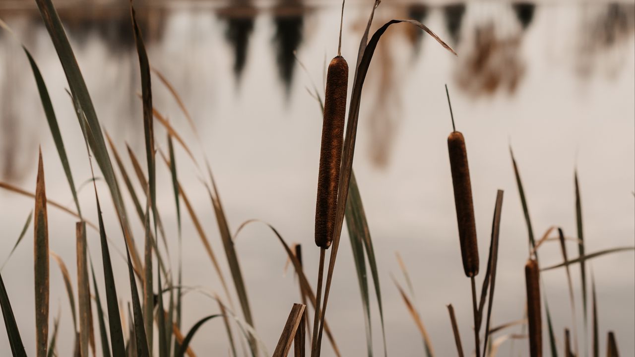 Wallpaper lake, reed, grass, shore, water